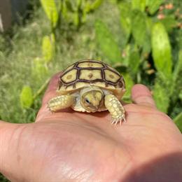 Baby Sulcata Tortoises for Sale in Cypress, tx