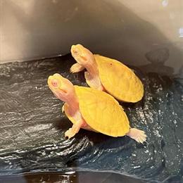 Healthy Baby Albino Red Eared Slider Turtles for Adoption in Cypress, tx
