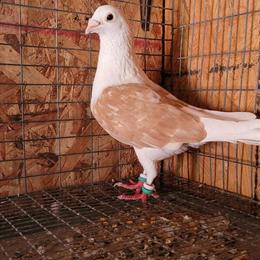 Saddle Homer Pigeons for Sale in Lincoln, ne