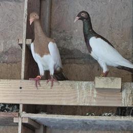 English Magpie Pigeons Available in Lincoln, ne