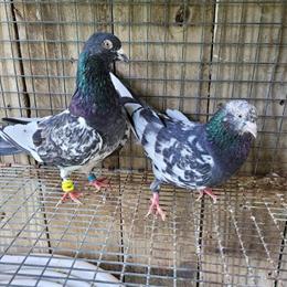 High Flying Pigeons for Sale in Lincoln, ne