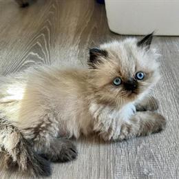 Himalayan Kittens Available in Northeast Ohio in Cleveland, oh