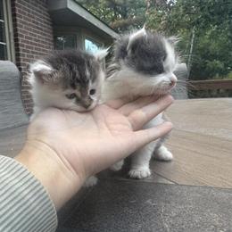 Maine Coon Ragdoll Mix Kittens Ready for Adoption in Troy, mi