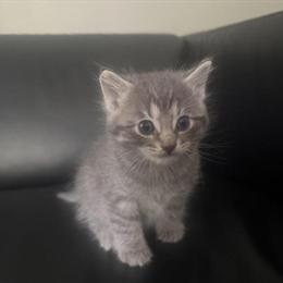 Ragdoll Kitten - Calico Mix Ready for Forever Home in Troy, mi