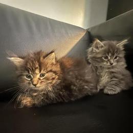 Ragdoll Kittens Ready for Forever Home in Troy, mi