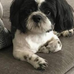 Male Shih Tzu Looking for Forever Home in Chicago, il