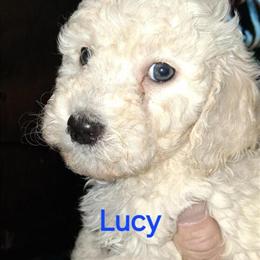 Miniature Golden Doodle Puppies Available in Harrison, oh