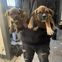 American Bully Puppy, 9 Weeks Old, ABKC Registered in Detroit, mi