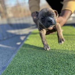 American Bully Puppy Seeking Forever Home in Detroit, mi