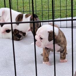 English Bulldog Puppies Available - 3 Females Ready Soon in Asheboro, nc
