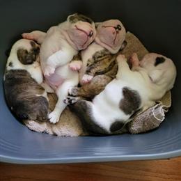 English Bulldog Puppies Available in Asheboro, nc