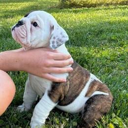 English Bulldog Puppies Ready for New Home in Asheboro, nc