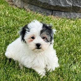 Male Coton de Tulear Puppy Ready for Adoption in Nappanee, in