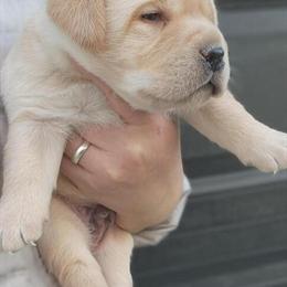 Labrador Retriever Puppies Available in Greenville, sc