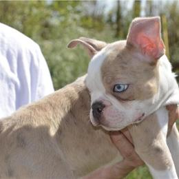 Lilac Merle Boston Terrier Available in Springfield, mo