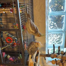 Cockatiel - Whiteface, 7 Weeks Old, Handfed and Sweet in Toronto, oh