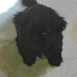 Shih Tzu Puppies Ready for New Homes in Oakland, ca