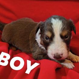 Mini Australian Shepherd Puppies Available in Kansas City, mo