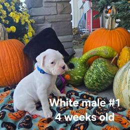 AKC Boxer Puppies Ready for New Homes in Holton, in