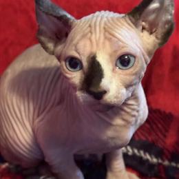 Sphynx Kittens Available for New Home in Frederick, md
