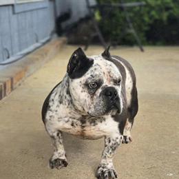 American Bully Female for Sale - 2.5 Years Old in Montgomery, al