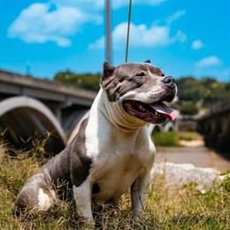 Pocket Bully Pups Available for Loving Homes in Danville, va