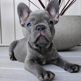 French Bulldog Puppy Nico Available for Adoption in Sugarcreek, oh