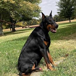Doberman for Adoption - 4.5 Year Old Serbian Import in Georgetown, in