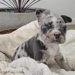 French Bulldog Puppy Banjo Available for Adoption in Sugarcreek, oh
