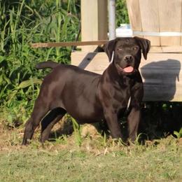 Boerboel Puppies - Black Beauty Litter Available in Indianapolis, in