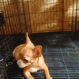 Chihuahua Puppies Ready for a New Home in Shepherd, tx
