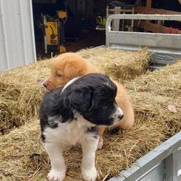 English Shepherd and Border Collie Mix Puppies for Adoption in Liberty, ky