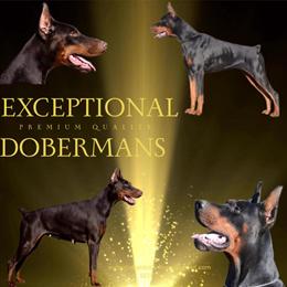 Doberman puppies with cropped ears available in red and black. in Croswell, mi