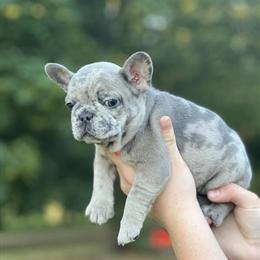 French Bulldog Puppies Available from Health Tested Parents in Croswell, mi