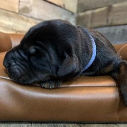 AKC European Doberman Pinscher Puppies with Health Testing in Croswell, mi