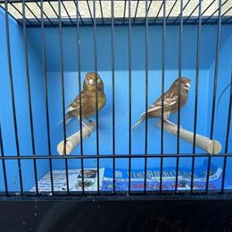 Canaries - Ino (Red/White/Yellow) Mosaic Available in Irvine, ca