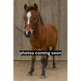 Pony Stallion Available - 1 Year Old, Energetic and Fun in Omaha, ne