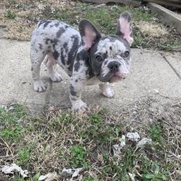 16 Week Male French Bulldog Merle with AKC Registration in Indianapolis, in