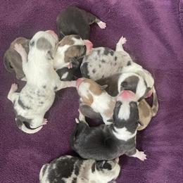 Corgi Puppies for Adoption in Mount Pleasant, mi