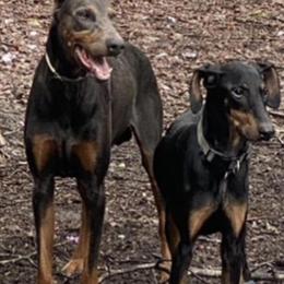 Doberman Puppies Ready for Forever Homes in Columbia, sc
