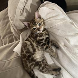 Female Bengal Kitten Seeking Forever Home in Columbia, sc