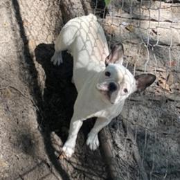 French Bulldogs Available for New Homes in Columbia, sc