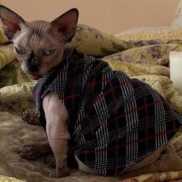 Female Sphynx Bambino Available for Rehoming in Marco Island, fl