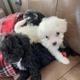 Shih Poo Puppies Ready for New Homes in Hartwell, ga
