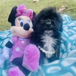 Shih Tzu Mix Puppies Ready for New Homes in Hartwell, ga