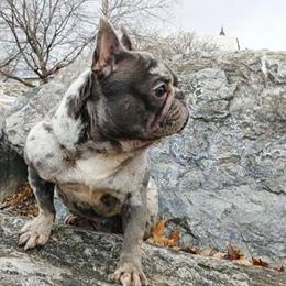 Female French Bulldog for Adoption in Bethlehem, pa