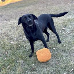 Labrador Retriever Mix - 9 Years Old, Well Trained, Needs New Home in Minneapolis, mn