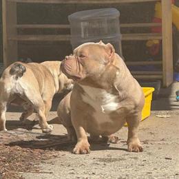 Bully for Stud - Heavy Louis V Line in Bethlehem, pa