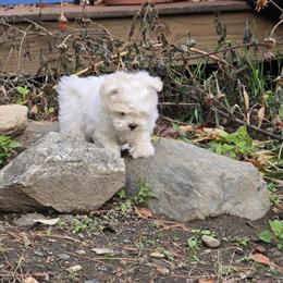 Maltese Puppy Available in Charlemont, ma
