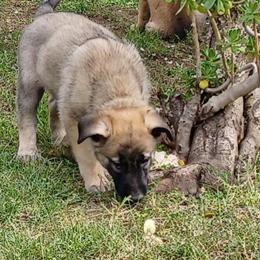 German Malinois Puppies - 11 Weeks Old in Stockton, ca